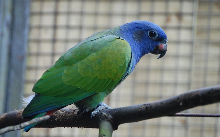 Pionus Parrots